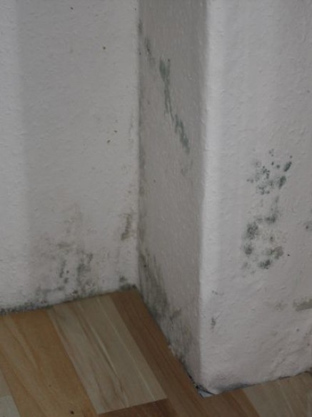 Schimmelpilzschäden